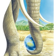 05 Elefant Cigler.jpg